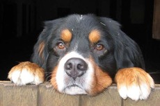 Berner Sennenhund_4.jpg